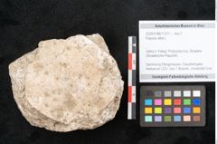 Foto (Objekt + Etikett) von Populus alba L. (NHMW-GEO-2024-0188-11311)